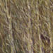 dipinto 12